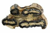 Mammoth Molar Slice With Case - South Carolina #95289-1